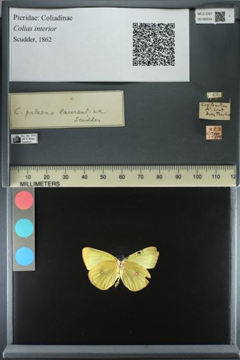 Media type: image;   Entomology 192034